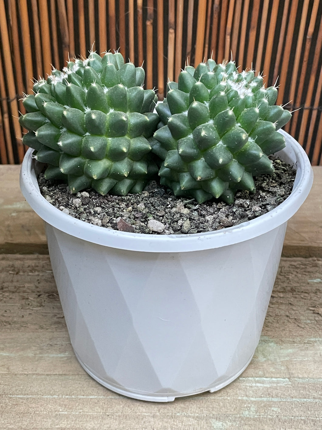 Mammillaria toluca