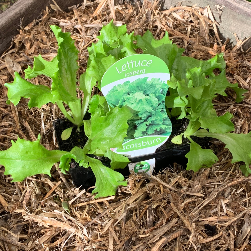 Lettuce 'Iceberg'