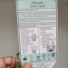 Load image into Gallery viewer, Clematis ‘Cotton Candy’
