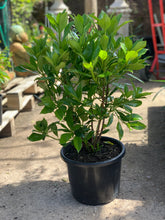 Load image into Gallery viewer, Viburnum odoratissimum
