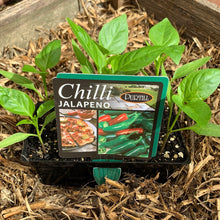 Load image into Gallery viewer, Chilli &#39;Jalapeno&#39;
