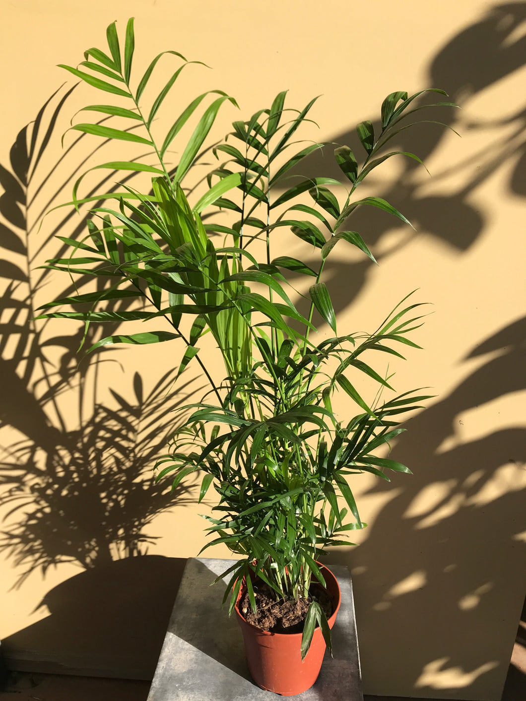 Chamaedorea elegans 'Parlour Palm'