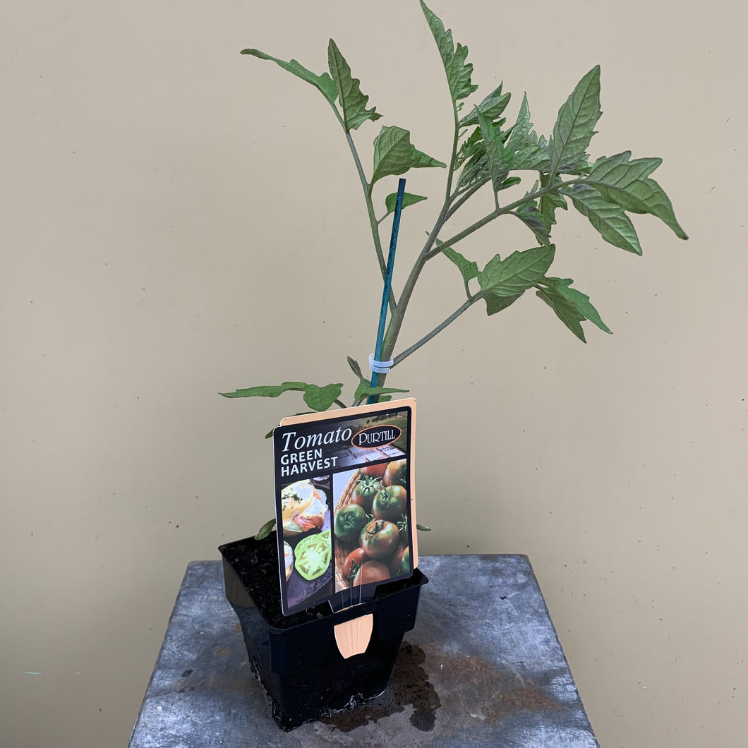 Tomato ‘Green Harvest’