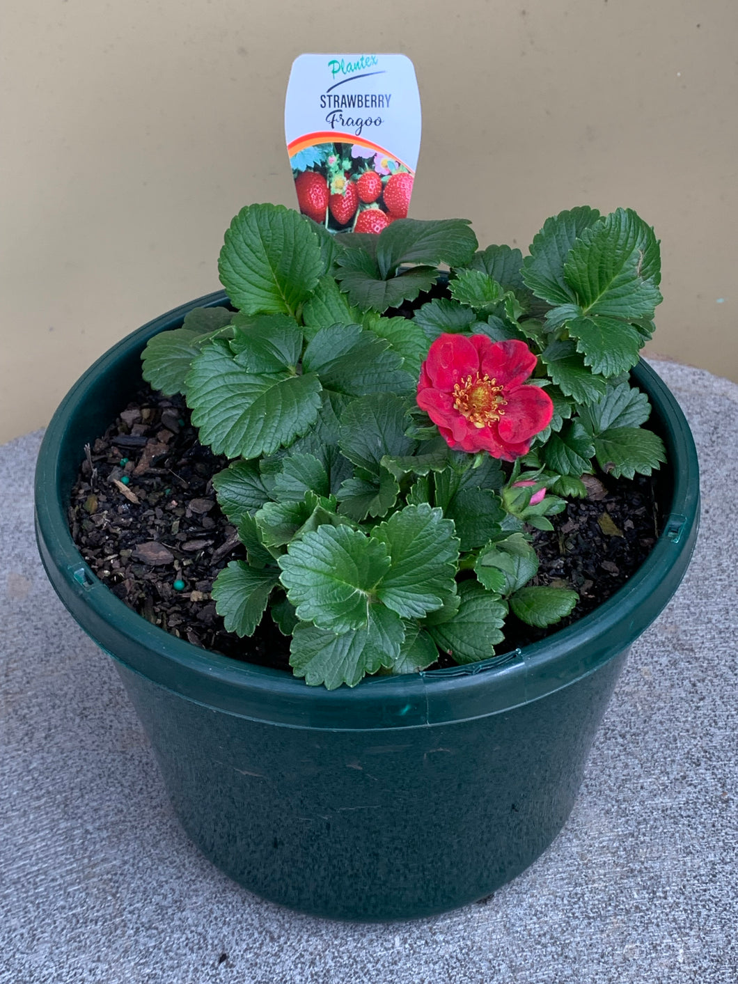Strawberry ‘Fragoo’