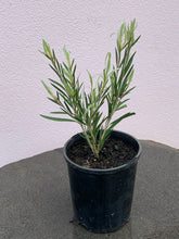Load image into Gallery viewer, Callistemon ‘Injune’
