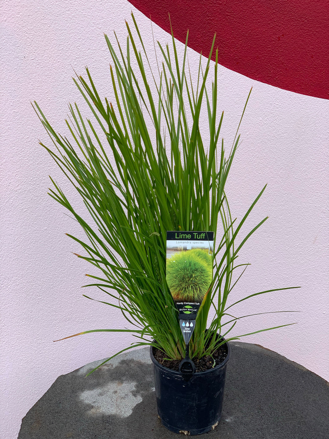 Lomandra ‘Lime Tuff’