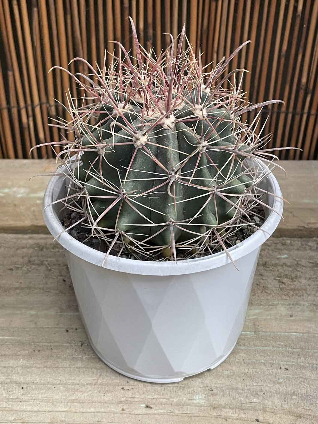 Ferocactus herrerae