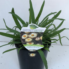 Load image into Gallery viewer, Bracteantha ’Kimba Peach’
