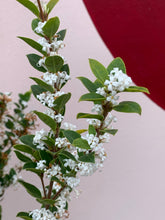 Load image into Gallery viewer, Osmanthus ‘Heaven Sent’
