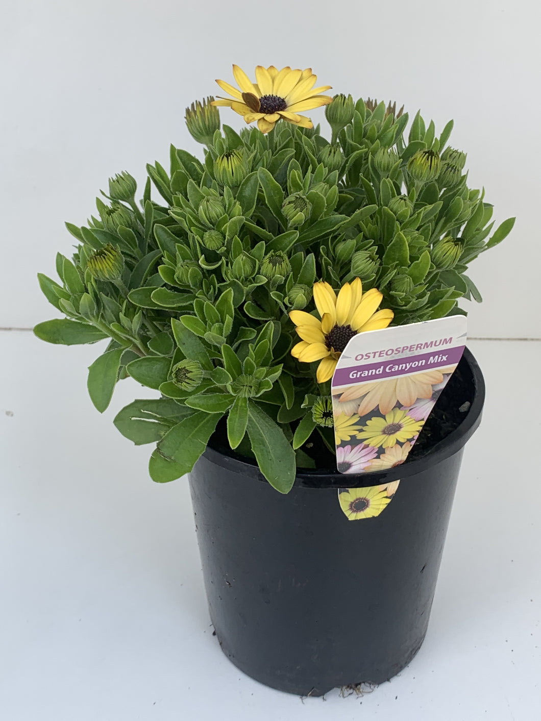 Osteospermum ‘Grand Canyon Mix’