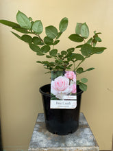 Load image into Gallery viewer, Rose - Floribunda 'First Crush’
