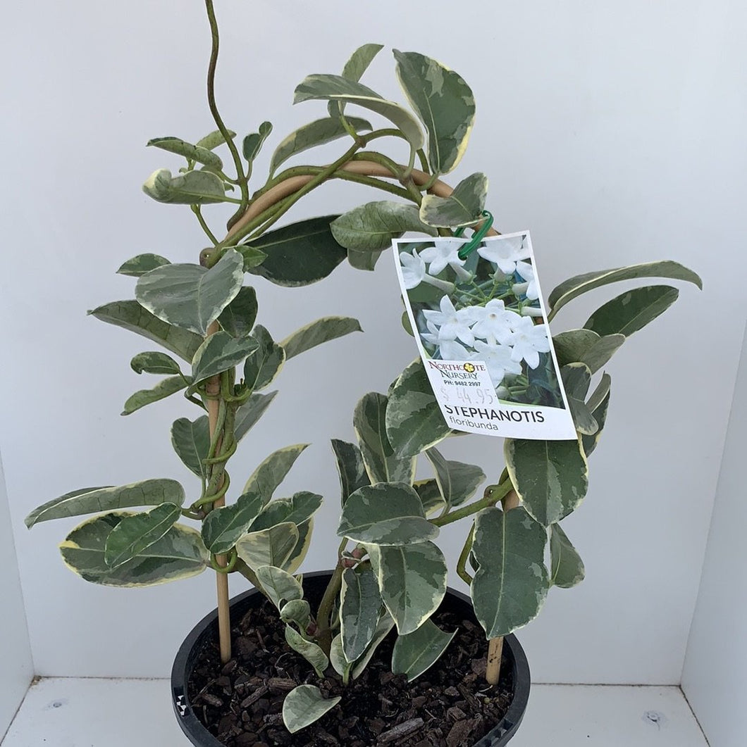 Stephanotis floribunda variegated