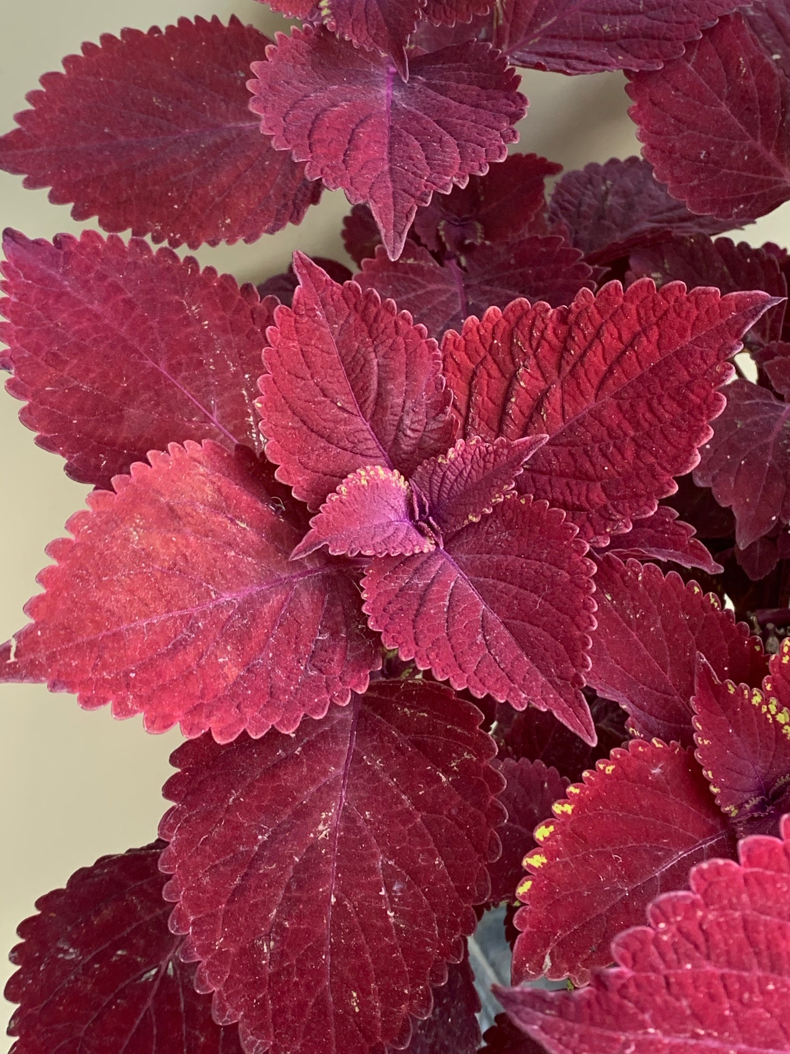 Ruby Ruffles Coleus Coleus ‘Ruby Slipper’ – Northcote Nursery