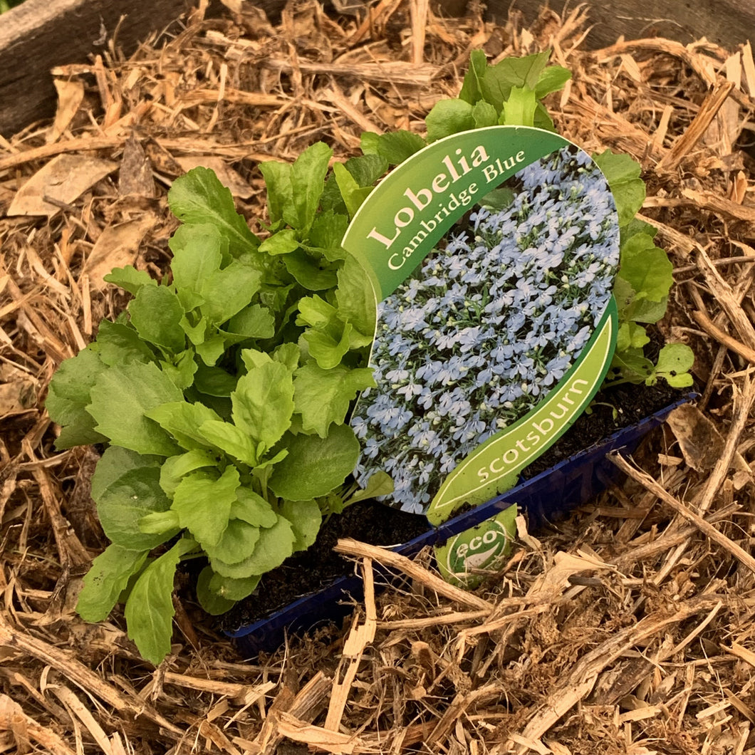 Lobelia 'Cambridge Blue'