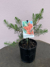 Load image into Gallery viewer, Calothamnus quadrifidus Grey
