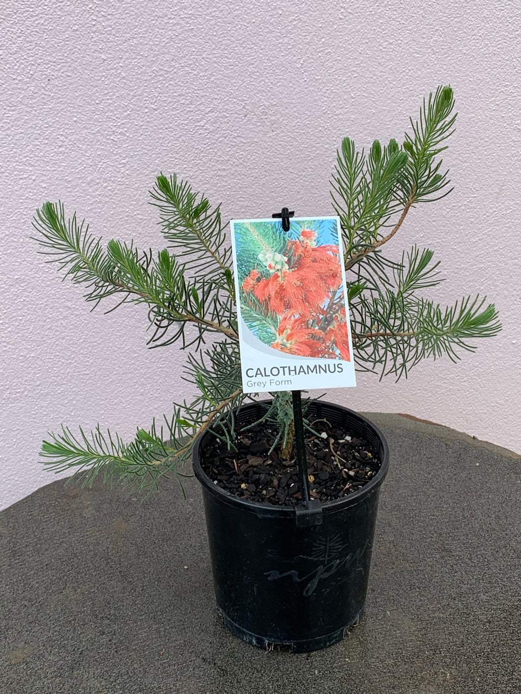Calothamnus quadrifidus Grey