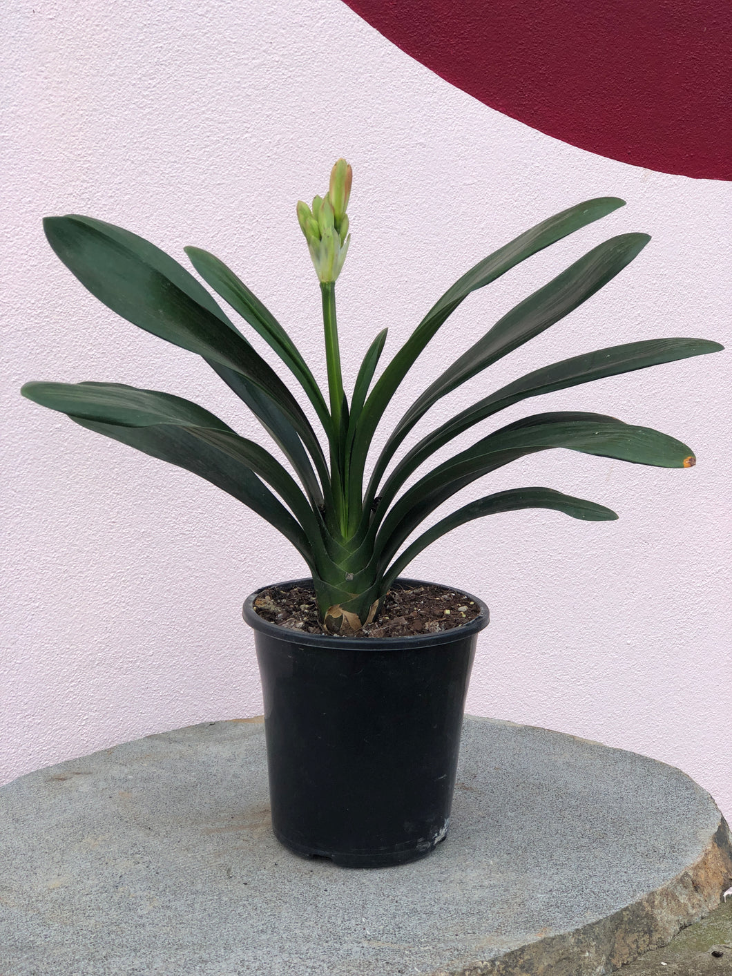 Clivia ‘Belgian Hybrid’ Orange