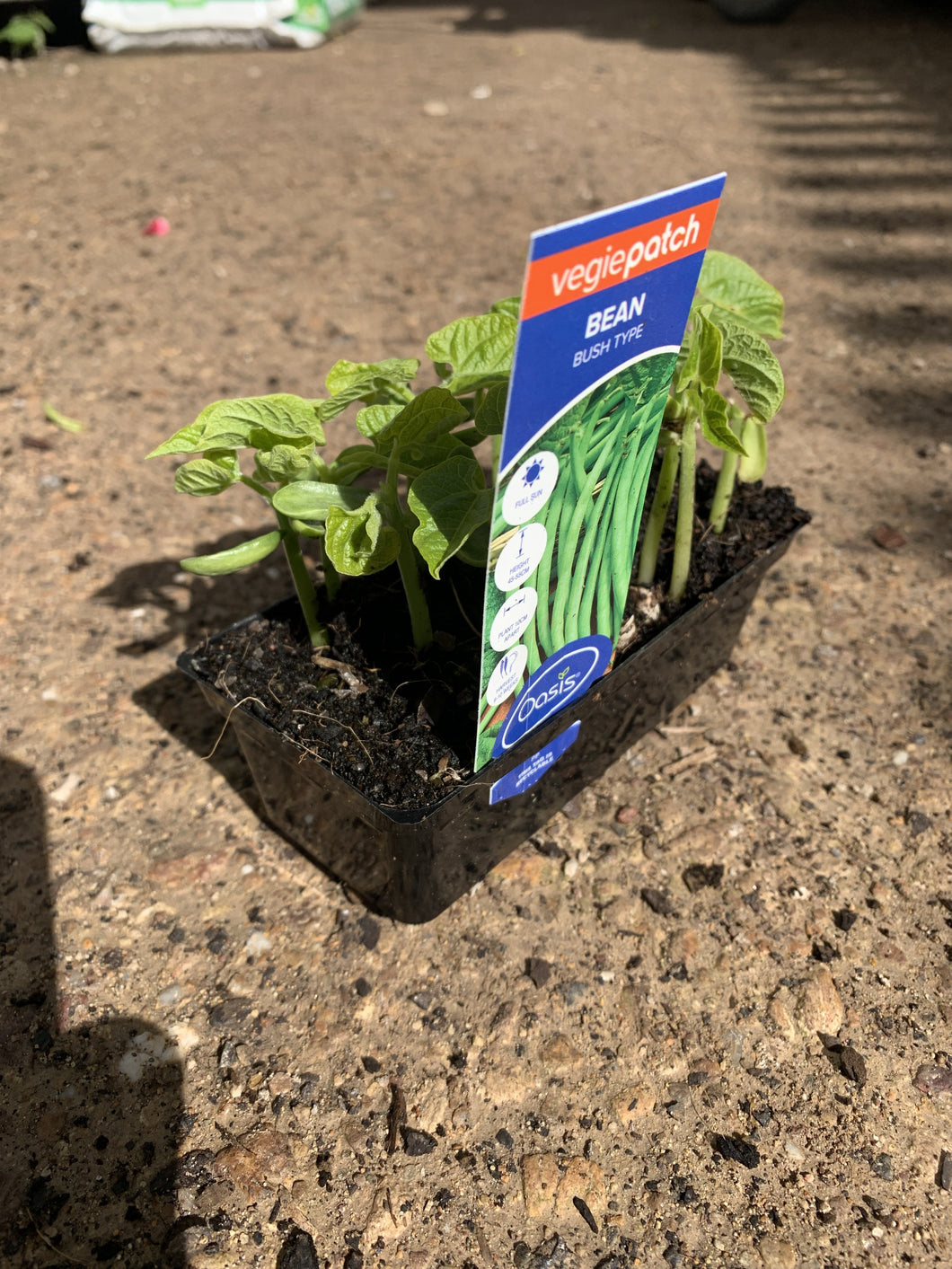 Bean 'Bush Type'