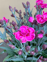 Load image into Gallery viewer, Carnation ‘Oscar Series’ - bright pink
