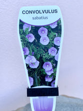 Load image into Gallery viewer, Convolvulus sabatius
