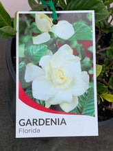 Load image into Gallery viewer, Gardenia &#39;Florida&#39;
