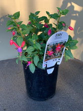 Load image into Gallery viewer, Fuchsia Shadow Dancer ‘Carlotta’
