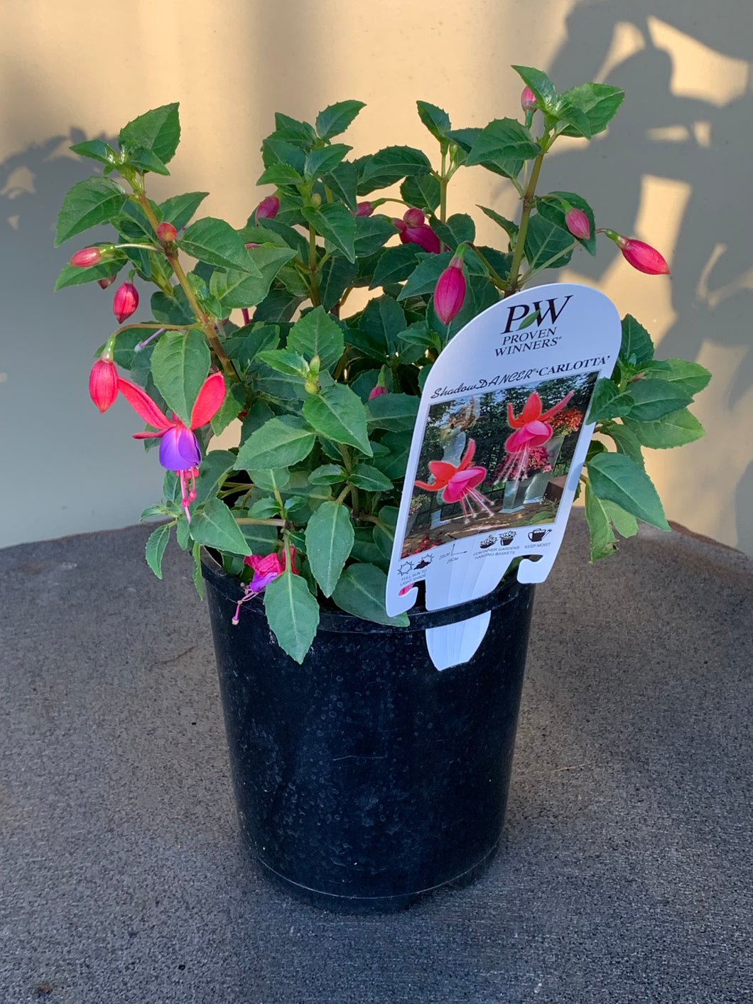 Fuchsia Shadow Dancer ‘Carlotta’