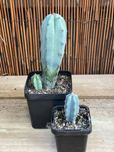 Load image into Gallery viewer, Myrtillocactus geometrizans ‘Blue Torch’
