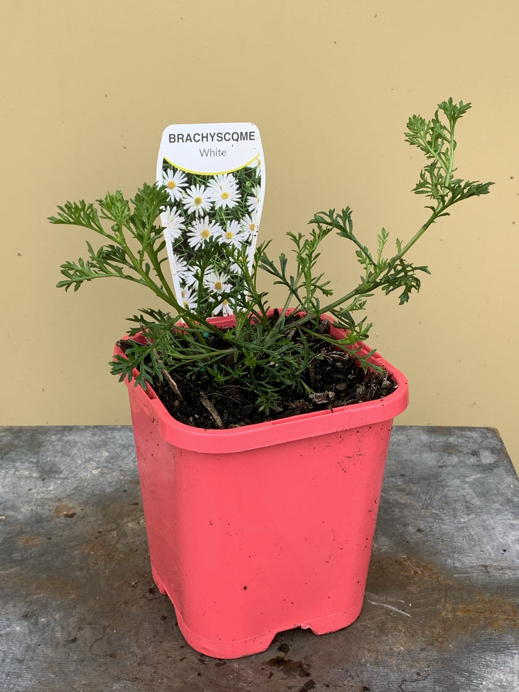 Brachyscome multifida ’White’