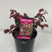 Load image into Gallery viewer, Loropetalum &#39;Plum Gorgeous&#39;
