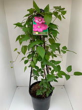 Load image into Gallery viewer, Clematis ‘Ville de Lyon’
