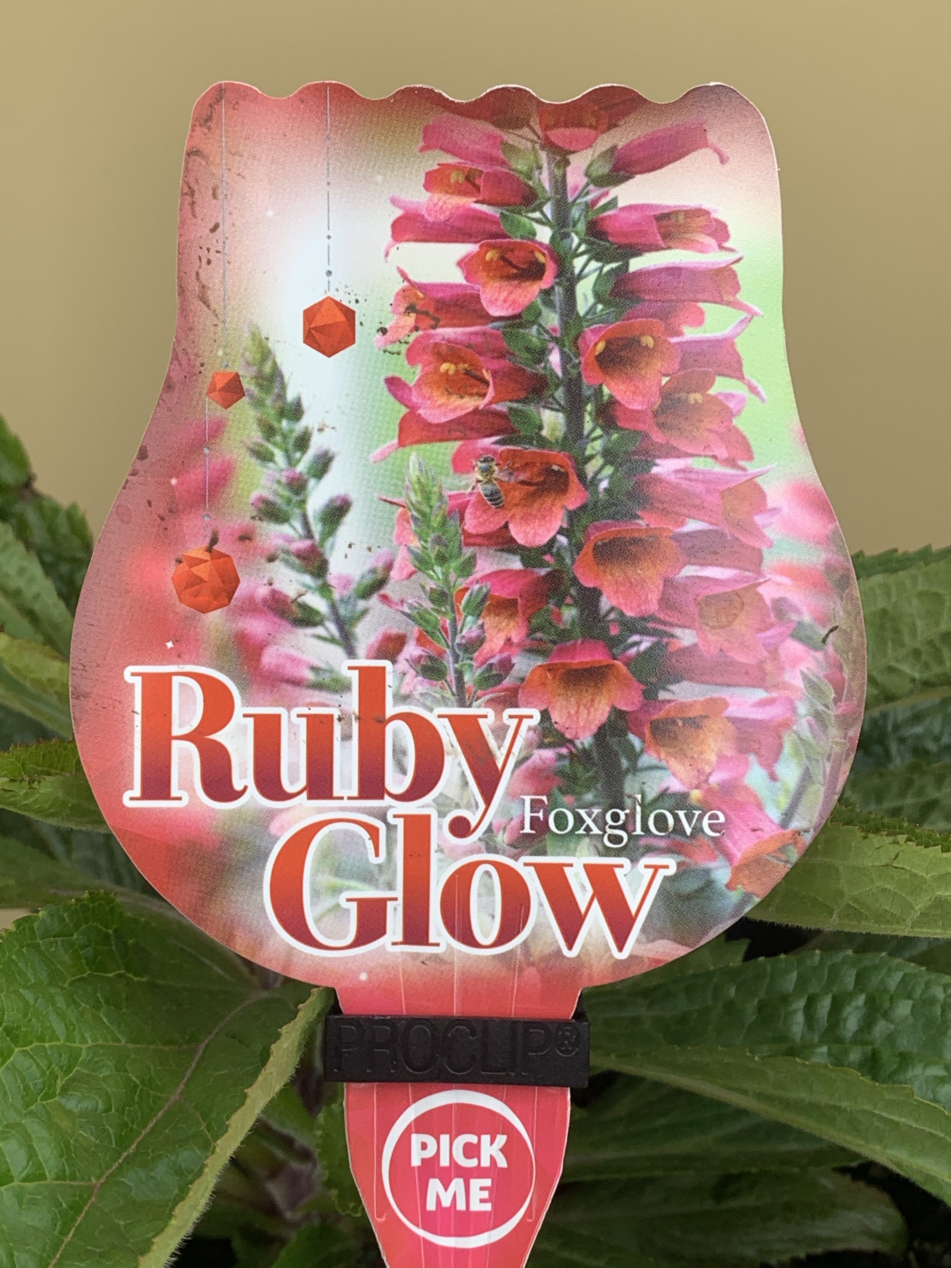 Rubyglo Label Digitalis ‘Ruby Glow’ – Northcote Nursery