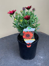 Load image into Gallery viewer, Osteospermum ‘Zion Red’
