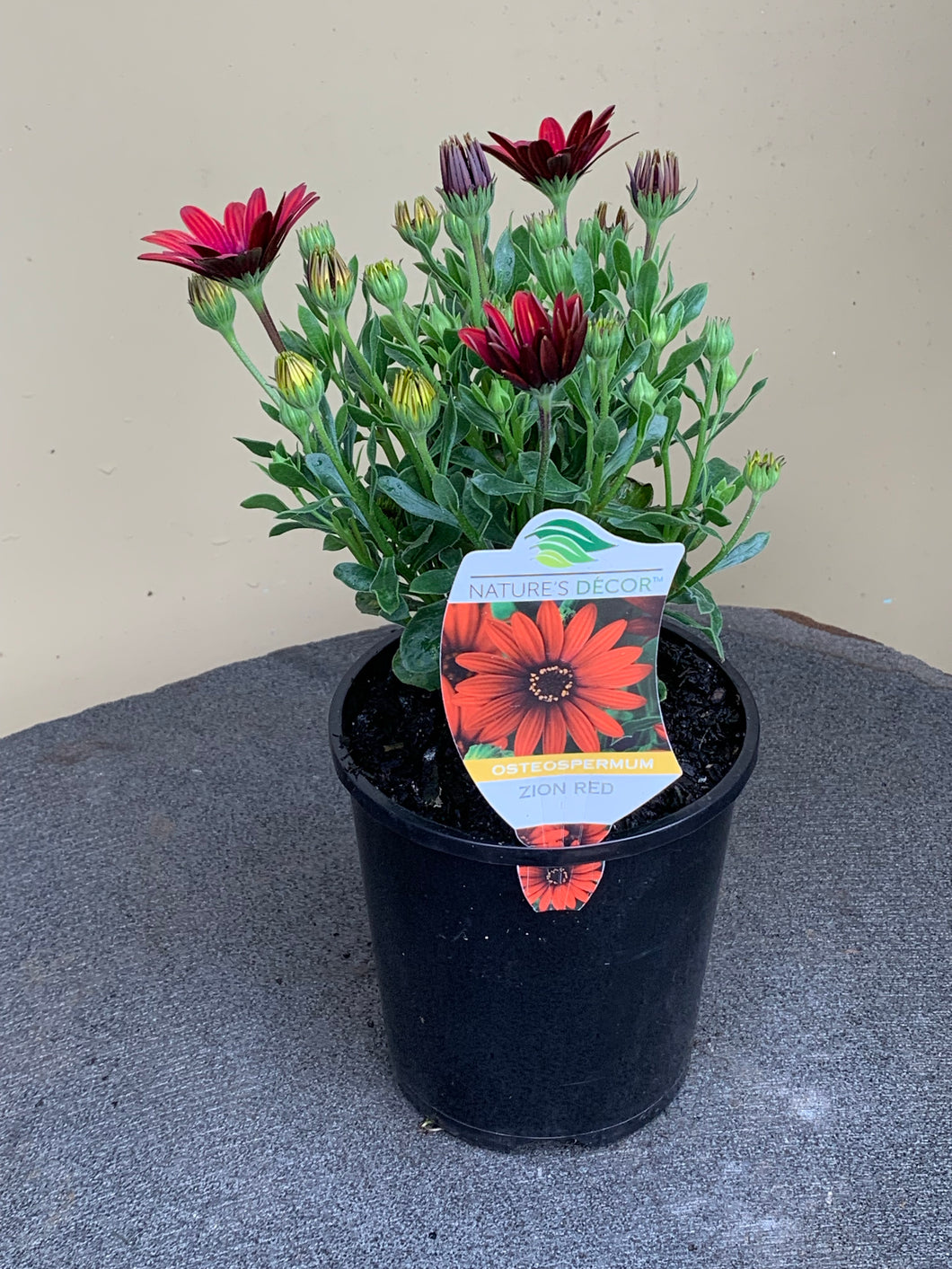 Osteospermum ‘Zion Red’