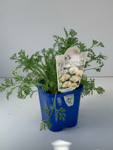 Load image into Gallery viewer, Eschscholzia ‘Milky Way’
