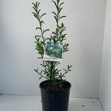 Load image into Gallery viewer, Philotheca myoporoides 'Profusion'
