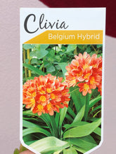 Load image into Gallery viewer, Clivia ‘Belgian Hybrid’ Orange
