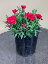 Load image into Gallery viewer, Carnation ‘Oscar Series’ - red
