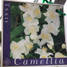 Load image into Gallery viewer, Camellia ‘Tsaii’
