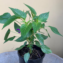 Load image into Gallery viewer, Salvia ‘Amistad’
