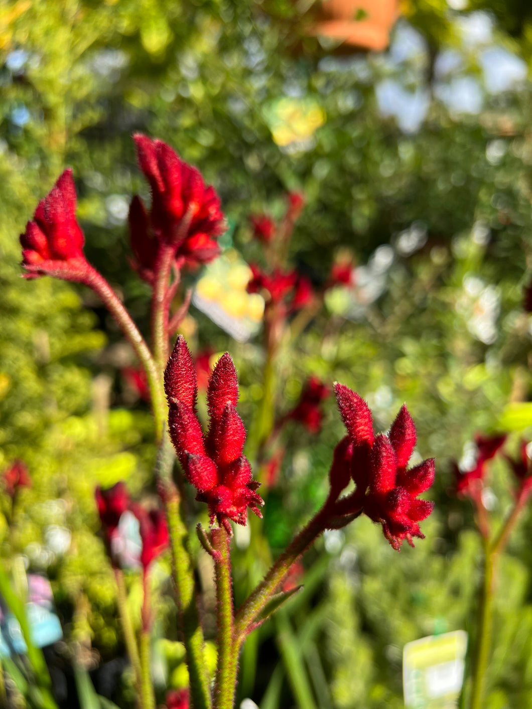 Anigozanthos 'Bush Fury'