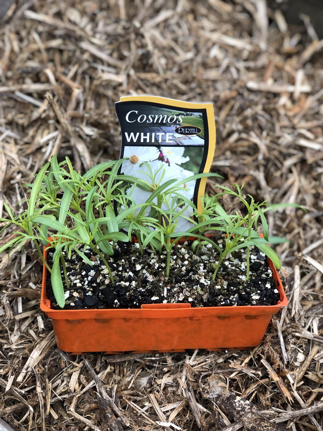 Cosmos 'White'