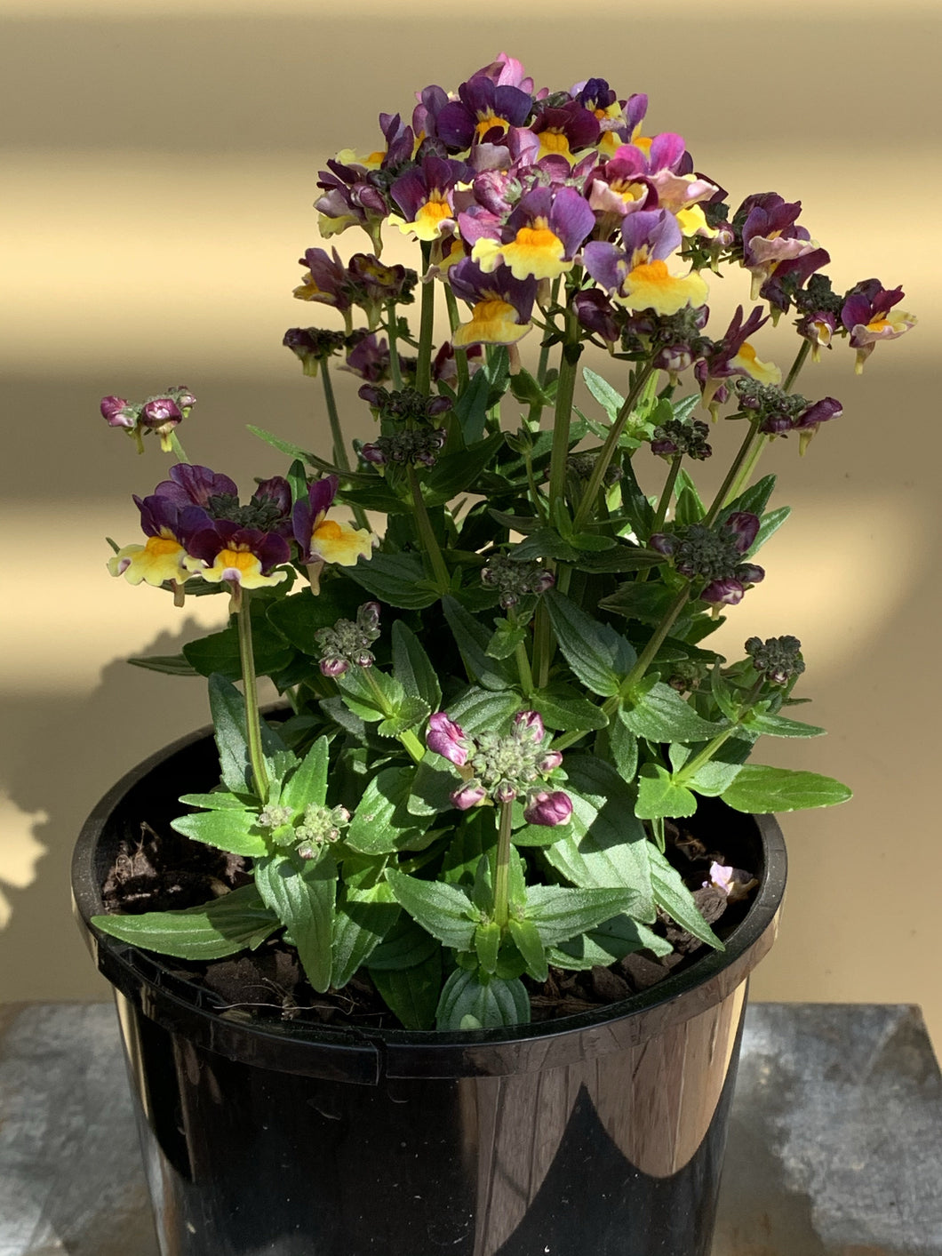 Nemesia fruticans ‘Rhubarb & Custard’