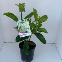 Load image into Gallery viewer, Viburnum odoratissimum
