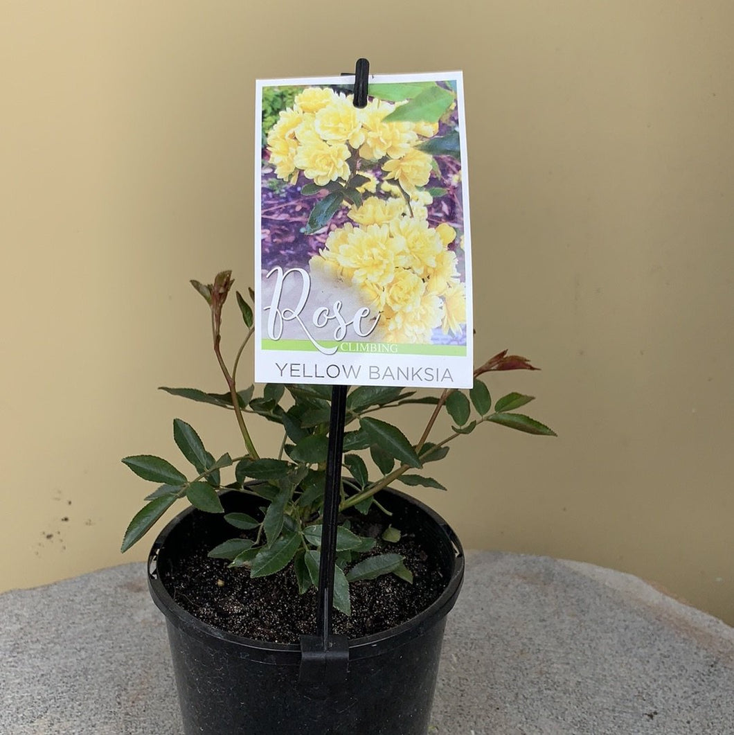 Banksia Rose - Yellow