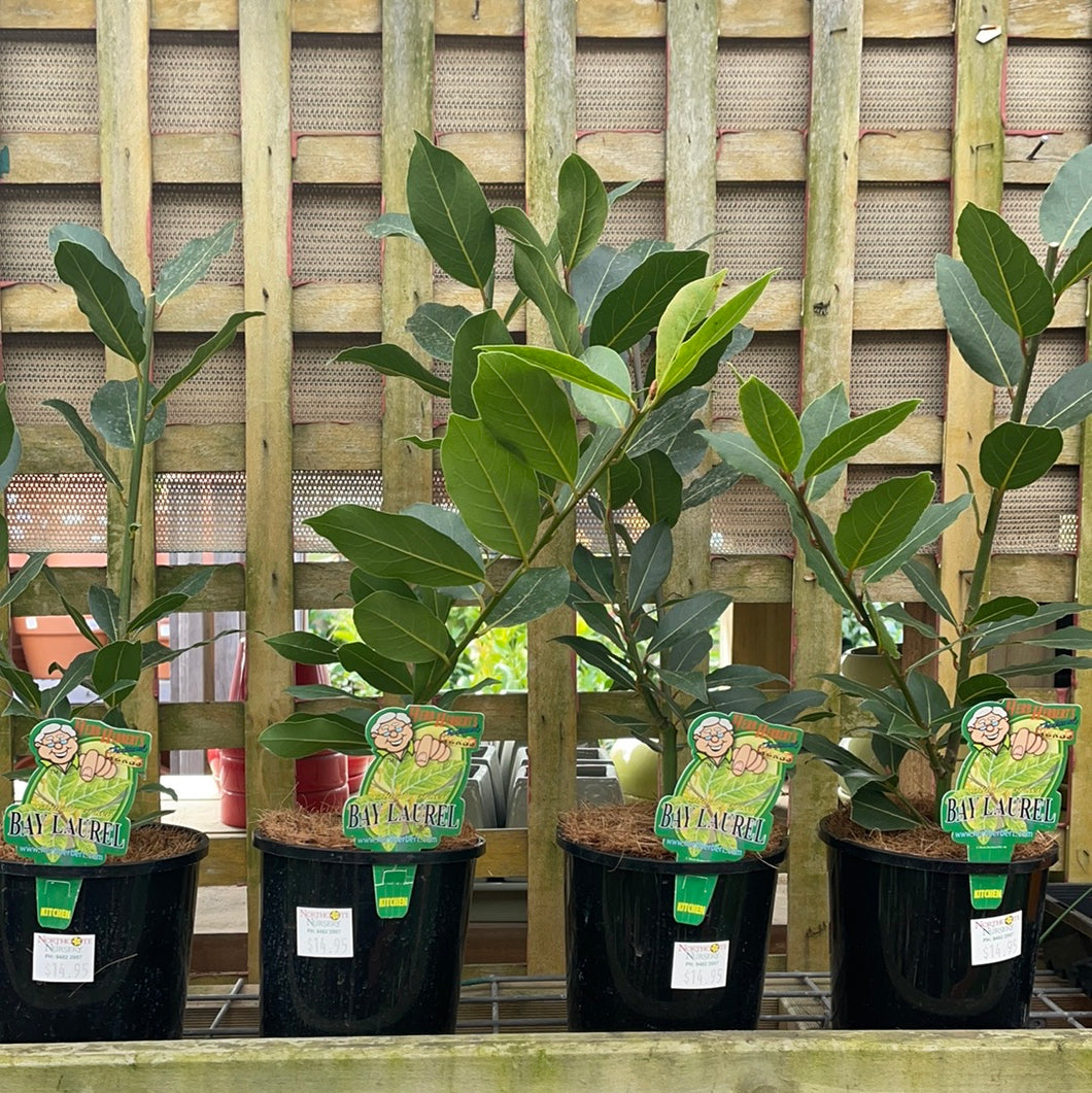 Laurus nobilis
