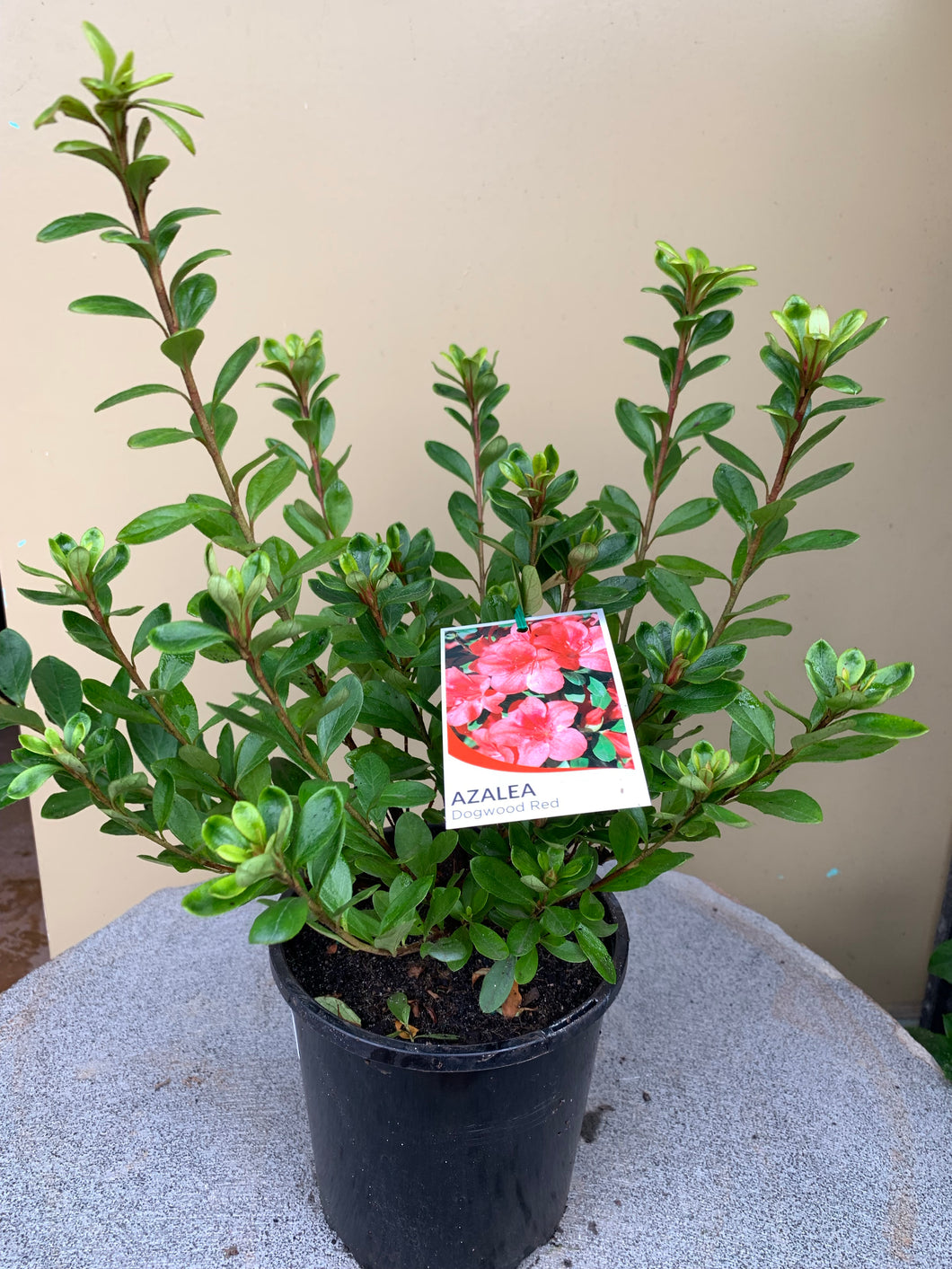 Azalea ‘Dogwood Red’