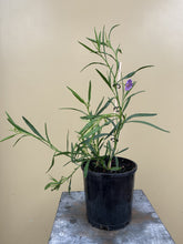 Load image into Gallery viewer, Solanum simile
