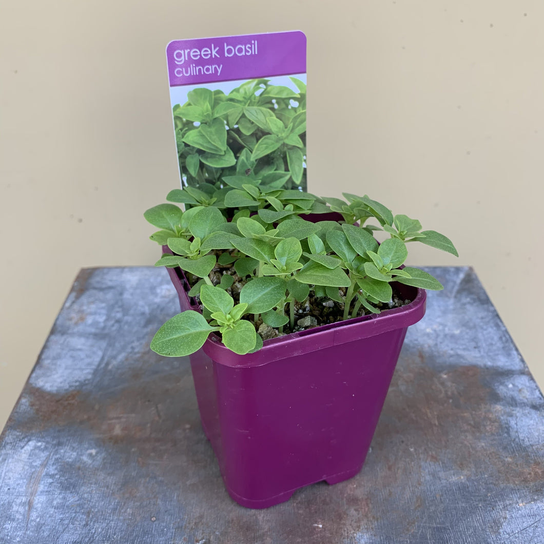 Basil 'Greek'