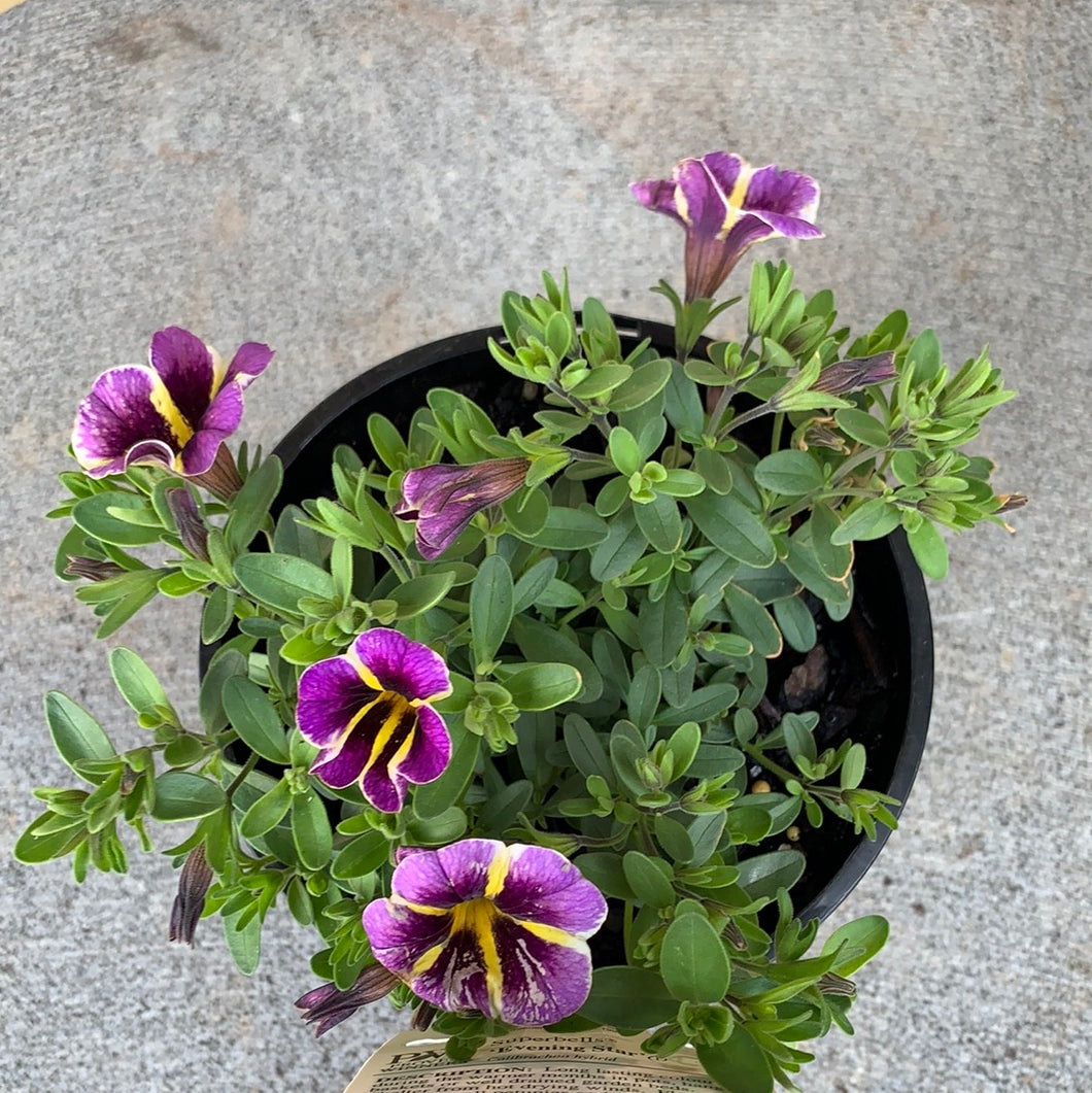 Calibrachoa ‘Evening Star’